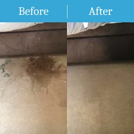 surbiton Carpet Cleaning 1